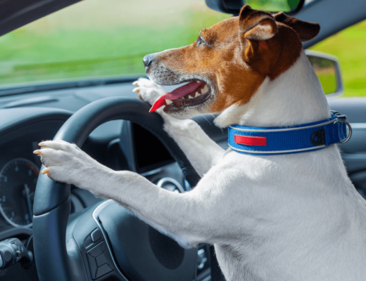 bezpieczny pies w samochodzie